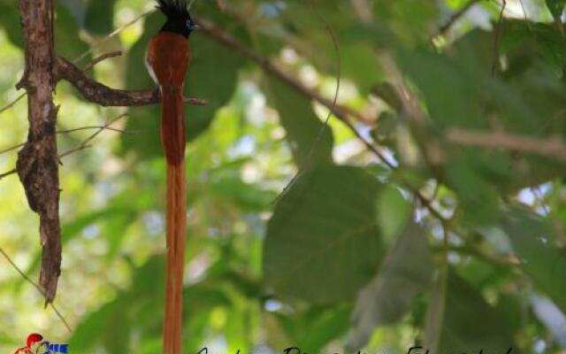 Weaver Bird Villa