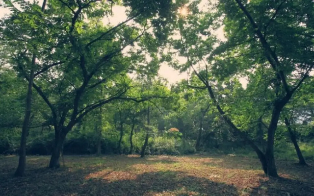 Damyang Maple Pension