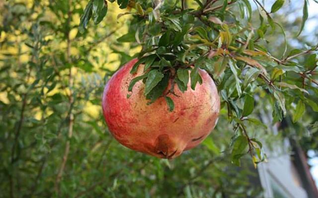 Agriturismo Podere La Fornace