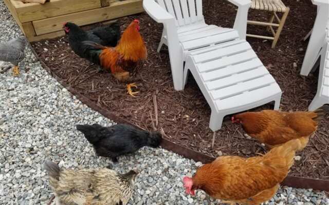 Silly Chickens Lodge B&B