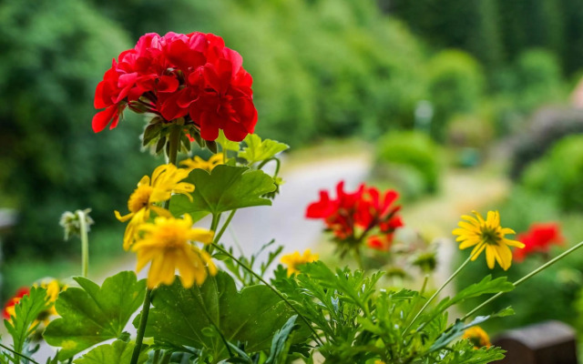 Schwarzwaldferienwohnung Furtwengler
