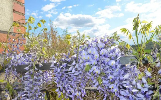 Wisteria Green House
