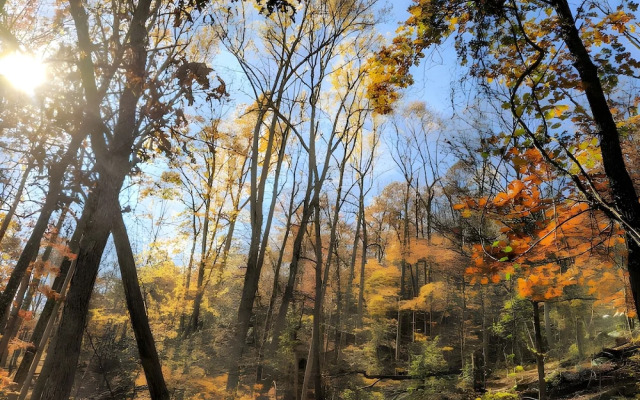 Autumn Wings - A Natural Retreat