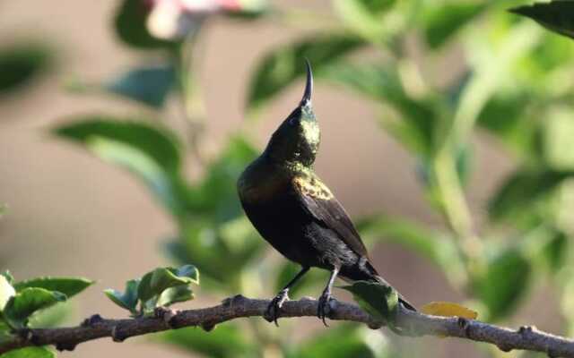 Sunbirds Chobe Hotel