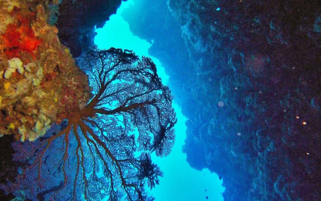 Mai Dive Astrolabe Reef Resort
