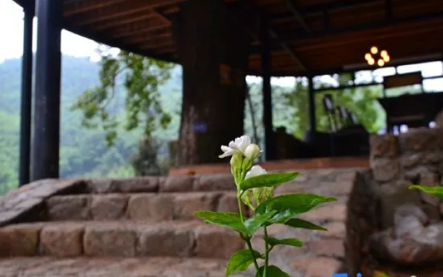 Tree House Guesthouse