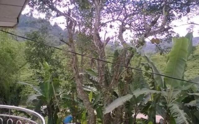 The Tea View Guest Ella