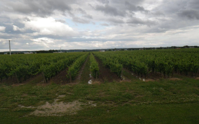 A Vineyard View B&B