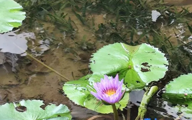 Jin Bi Property Joyful Homestay (Dongning Haifahu Island Store) – People – Danzhou