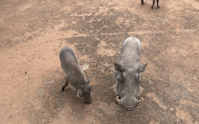 Thula Private Lodge
