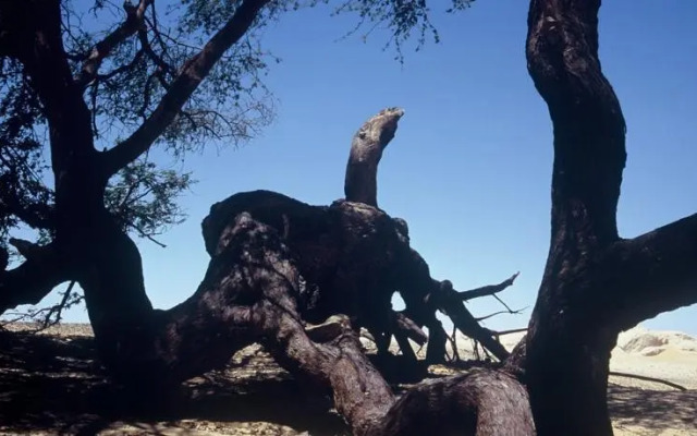 Sandrose Baharia Hotel