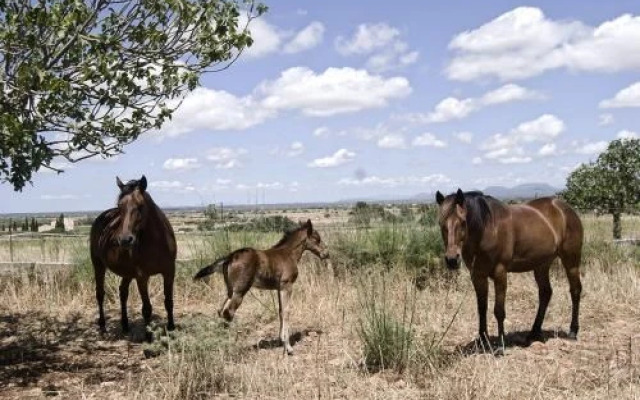 Agroturismo Sa Canoveta