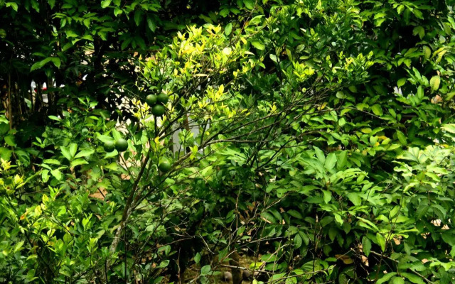 The Breeze Pinnawala Homestay