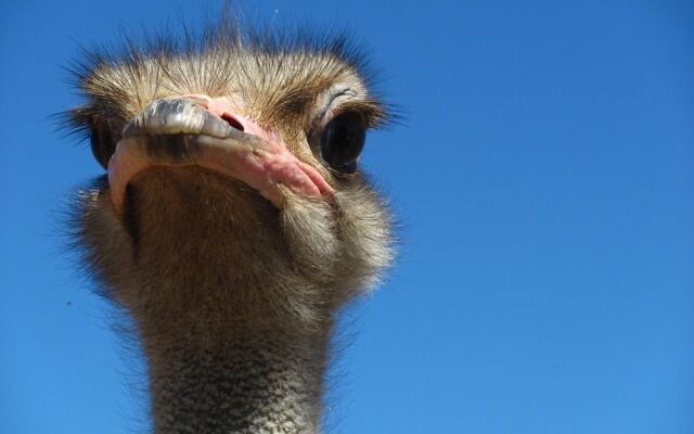 Bakenskraal Ostrich Palace