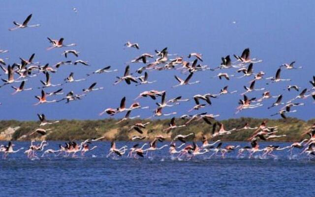 Appartement Le Grau-du-Roi, 2 pièces, 4 personnes - FR-1-307-11