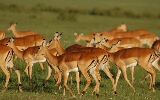 Mara Intrepids Tented Camp