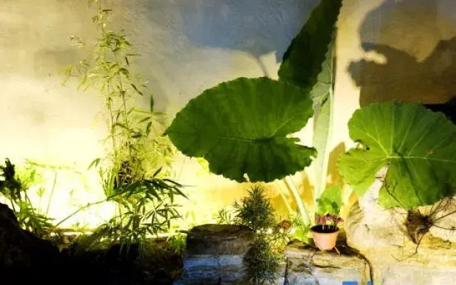 Xidi Wulu · Huizhou-Style Courtyard Leisure Homestay