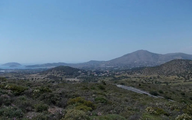 Olive Grove