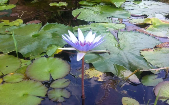 Jardin De La Abundancia