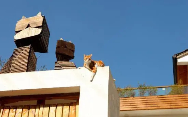 Moganshan Muddlehead's Pet Theme B&B
