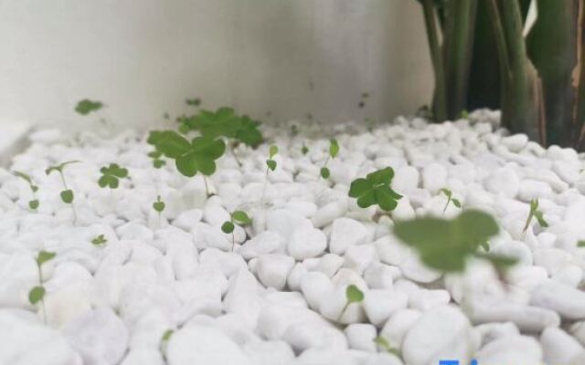 Yinxi Meisu Guesthouse