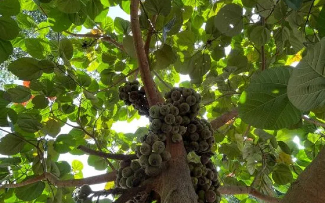 3·SENSE  Resort Xishuangbanna