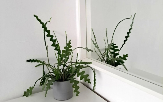 Shorley Wall Broadstairs by the Beach with Parking