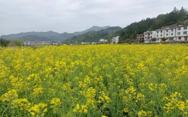 Wuyuan Wanling Inn (Jiangwan Scenic Area)