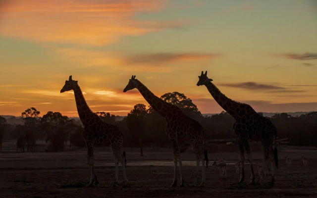 Zoofari Lodge at Taronga Western Plains