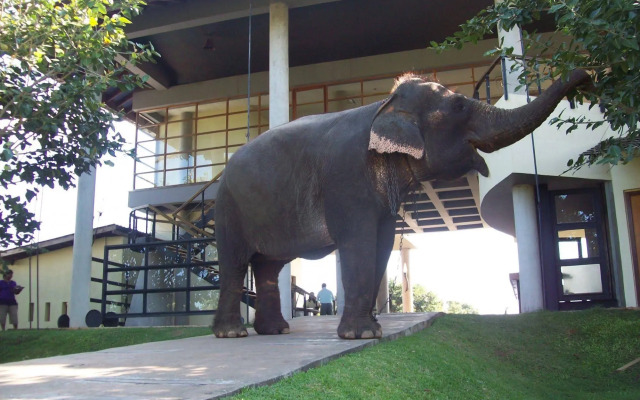 The Elephant Corridor Hotel