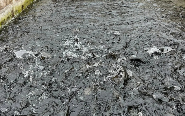 Yesilalan Hotel Caykara