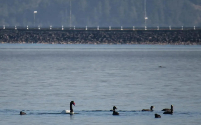 Cabañas Alfa Colbun Machicura