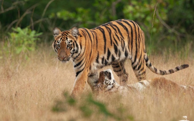 Red Earth Tadoba