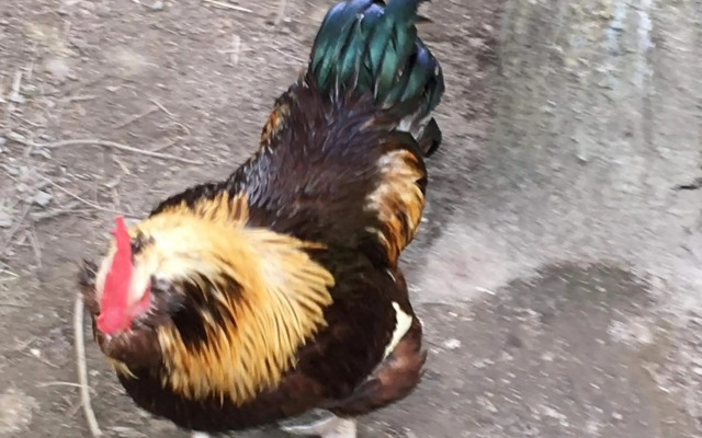 Skjeggestad Gjestehus