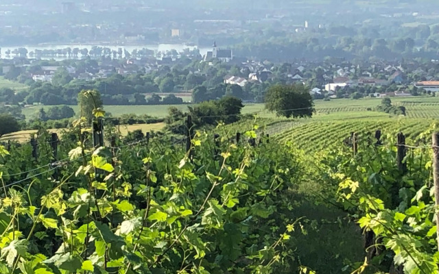Rheingau und Weltkulturerbe Mittelrheintal erleben - Ferienappartement in Winkel