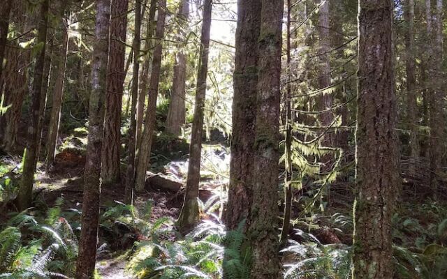 The Cabin at Moon Dance