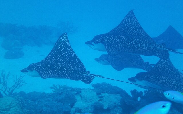 Mai Dive Astrolabe Reef Resort