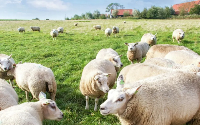 Nice Chalet with Fireplace near Oosterschelde