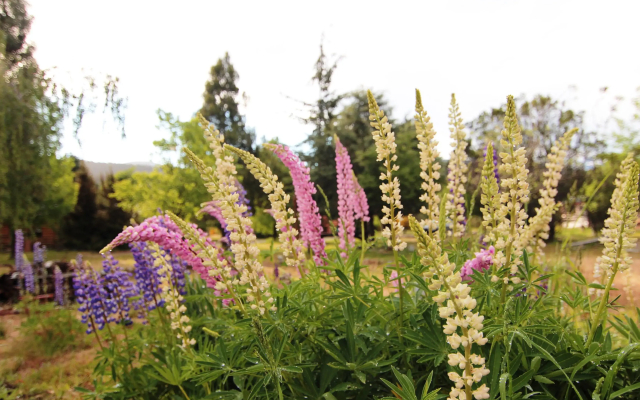 El Pueblito Ecohostel