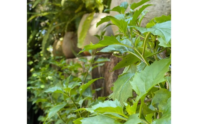 Ol Losowan House, Karen