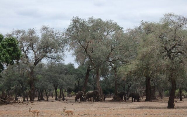 Mwinilunga Safaris