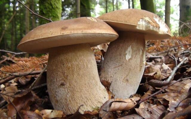 Appartamento Spazioso Vicino Al Mare