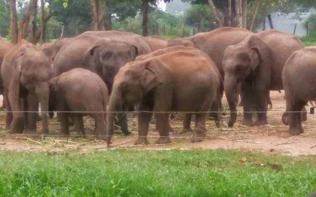 Wildlife & Nature Protection Society Bangalow