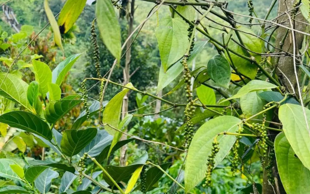 Thoppil Homestay Munnar