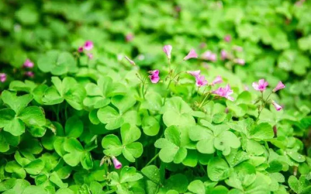 DaLi·Flowers bloom that year raditional garden experience homestay (Ancient City Branch)