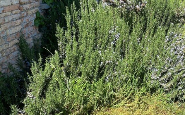 Affittacamere Ca' da Mazapedar