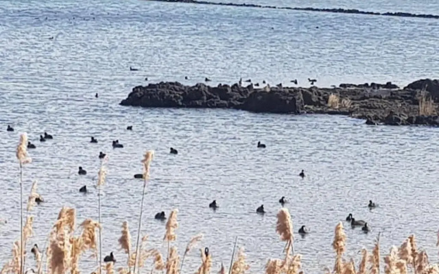 Hado Saeya Saeya Private