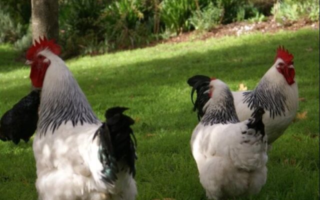 Cedar Creek Cottages