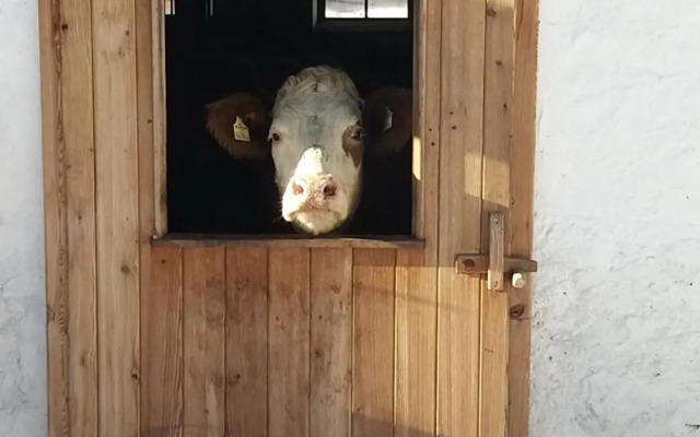 Biobauernhof Graggaber-Großeck