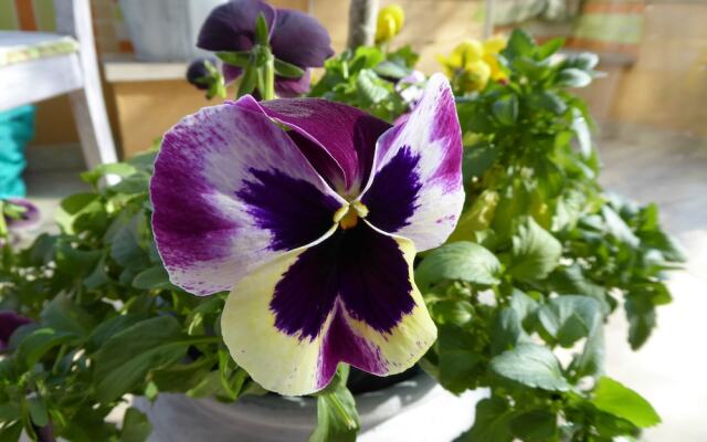 Vila dos Castanheiros